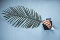 A man`s hand holds a large leaf of a plant on a blue background Royalty Free Stock Photo