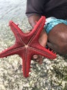 A man`s hand holds a live, large beautiful and bright starfish in his hands. Starfish on the reverse side with tentacles on the