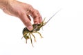 Man`s hand holds a one live green crayfish. White background. Catching crayfish for human consumption Royalty Free Stock Photo