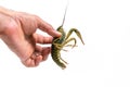 Man`s hand holds a one live green crayfish. White background. Royalty Free Stock Photo