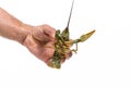 Man`s hand holds the one live green crayfish. White background. Catching crayfish for human consumption Royalty Free Stock Photo