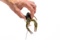 Man`s hand holds a one live green crayfish. White background. Catching crayfish for human consumption Royalty Free Stock Photo