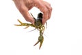 Man`s hand holds a one live green crayfish. White background. Catching crayfish for human consumption Royalty Free Stock Photo