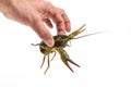 Man`s hand holds a one live green crayfish. White background. Catching crayfish for human consumption Royalty Free Stock Photo