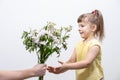 A man`s hand holds out a bouquet of white flowers to a cute little girl Royalty Free Stock Photo