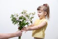 A man`s hand holds out a bouquet of white flowers to a cute little girl Royalty Free Stock Photo