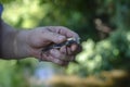 A man`s hand holds a plastic wobbler with three hooks