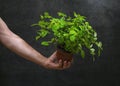 A man's hand holds a potted indoor rose