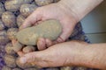 Man`s hand holds Raw dirty, unwashed potatoes