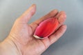 A man`s hand holds a red tulip petal against the gray background.  A fallen petal with a stamen lies in the open palm of a grown Royalty Free Stock Photo