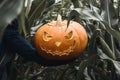 A man`s hand holds a scary Halloween pumpkin in the middle of a cornfield. Daytime. Royalty Free Stock Photo