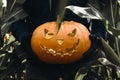 A man`s hand holds a scary Halloween pumpkin in the middle of a cornfield. Daytime. Royalty Free Stock Photo