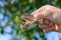 A man`s hand holds a trapped angry bat