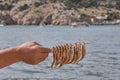 A man`s hand holds a wooden skewer with several small smoked mullet fish Royalty Free Stock Photo