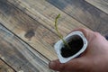 man's hand holds yogurt cup with young potato plant sprouting in the kitchen Royalty Free Stock Photo