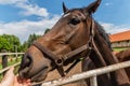 Man`s hand and horse head close up. Human and animal friendship and communication. The horse licks the man`s hand