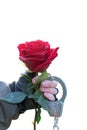 A man`s hand in leather gloves and handcuffs reaches out and presents a red rose Royalty Free Stock Photo