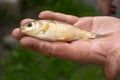 On the man`s hand lies a small live freshly caught freshwater fish. Fishing. Royalty Free Stock Photo