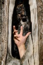 Hand with sticks out of hollow of an old tree. help in difficult situations, problem of ecology Royalty Free Stock Photo