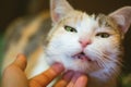 man's hand petting a cat Royalty Free Stock Photo