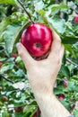 Man`s hand picks beautiful red apple from the tree