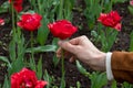 a man's hand plucks a red tulip