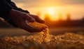 A man& x27;s hand is pouring grain into a field at sunset. A hand sowing grain seeds in a lush green field Royalty Free Stock Photo