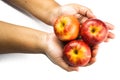 Male Hand Holding Three Delicious red apple on white background Royalty Free Stock Photo