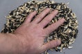 A man`s hand rests on top of a pile of sunflower seed husks. Empty Black and white husk of roasted sunflower seeds against a gray Royalty Free Stock Photo