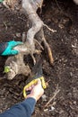 A man`s hand saws the roots of a huge stump for uprooting