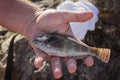 Man`s hand with a small fish