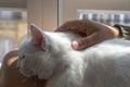 A man's hand strokes a white cat, a gentle care of an animal, a cat a friend of man