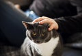 A man`s hand stroking gently gray domestic cat