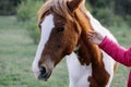 Woman`s hand stroking the horse. The horse looks incredulous. Pet lover Royalty Free Stock Photo