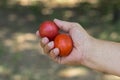 Hand taking two organic tomatoes Royalty Free Stock Photo