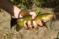 An unusual fish of small size is clamped in a man`s hand Royalty Free Stock Photo