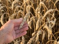 A man`s hand touch an ear of corn and grains in a wheat field. harvest. inspection by farmers of readiness Royalty Free Stock Photo