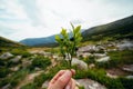 A man's hand touches a bunch of green bush. Bushes of edible blueberries,