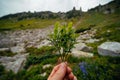 A man's hand touches a bunch of green bush. Bushes of edible blueberries,