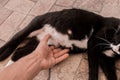 A man`s hand touches the stomach of a black pregnant cat lying on the floor Royalty Free Stock Photo