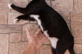 A man`s hand touches the stomach of a black pregnant cat lying on the floor Royalty Free Stock Photo