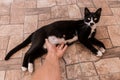 A man`s hand touches the stomach of a black pregnant cat lying on the floor Royalty Free Stock Photo