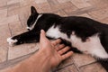 A man`s hand touches the stomach of a black pregnant cat lying on the floor Royalty Free Stock Photo