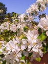 Man`s hand touching almond blossoms in a park at spring Royalty Free Stock Photo