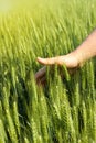 Man's hand touching green wheat Royalty Free Stock Photo