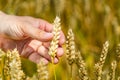 Man& x27;s hand touching wheat ears closeup. Hand of farmer touching wheat corn agriculture. Harvest concept. Harvesting Royalty Free Stock Photo