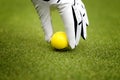 Man`s hand in a white glove putting a golf ball in a golf course Royalty Free Stock Photo