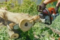 man hands cut a walnut tree with a chainsaw in the backyard. The concept of protecting forests from deforestation