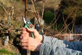 Man`s hands cutting branch of wine vine plant. Vine pruning