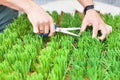 Man`s hands cutting the green grass with scissors, the gardener cuts the grass, man hands hold scissors and cut fresh green grass Royalty Free Stock Photo